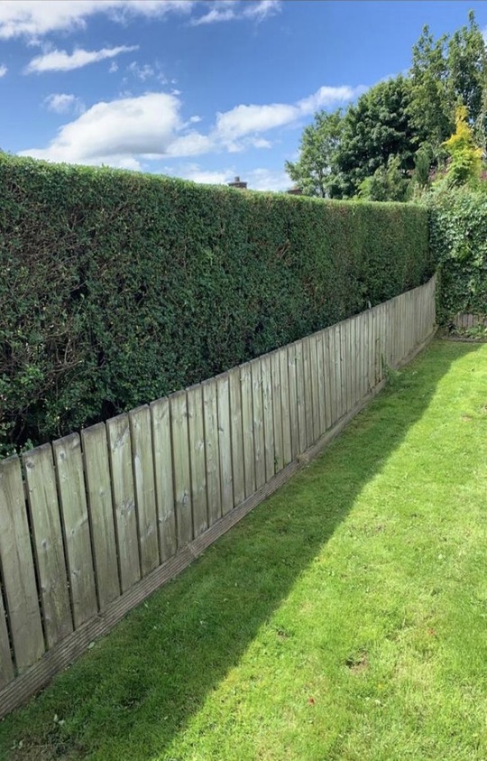 hedge image resized