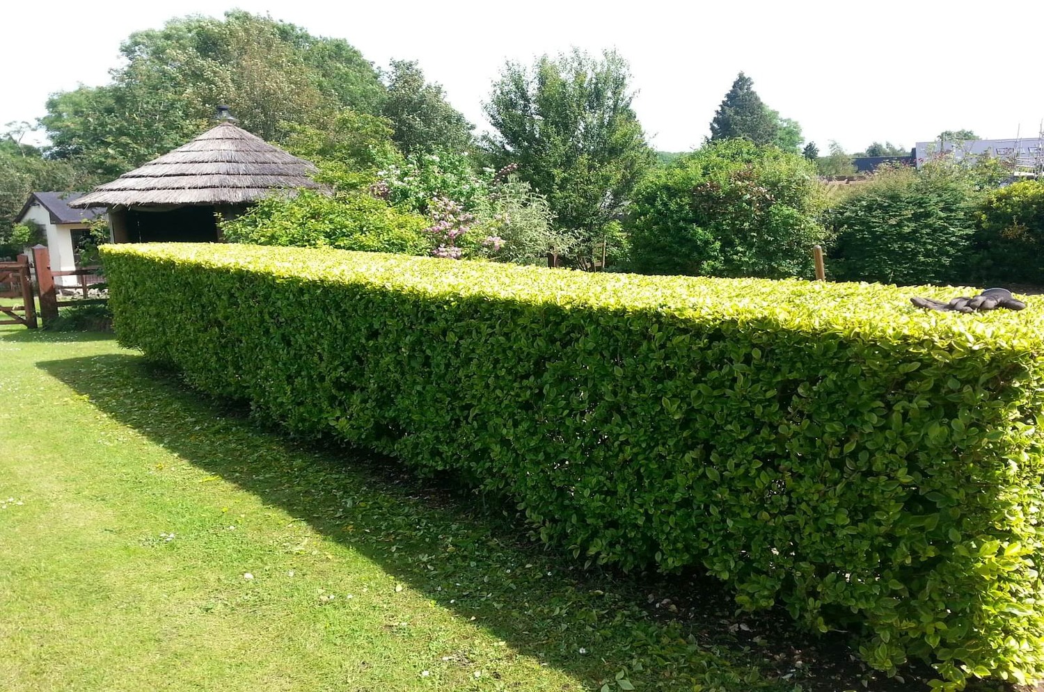 A neatly trimmed, rectangular hedge in a well-maintained garden with lush green grass and surrounding trees. 